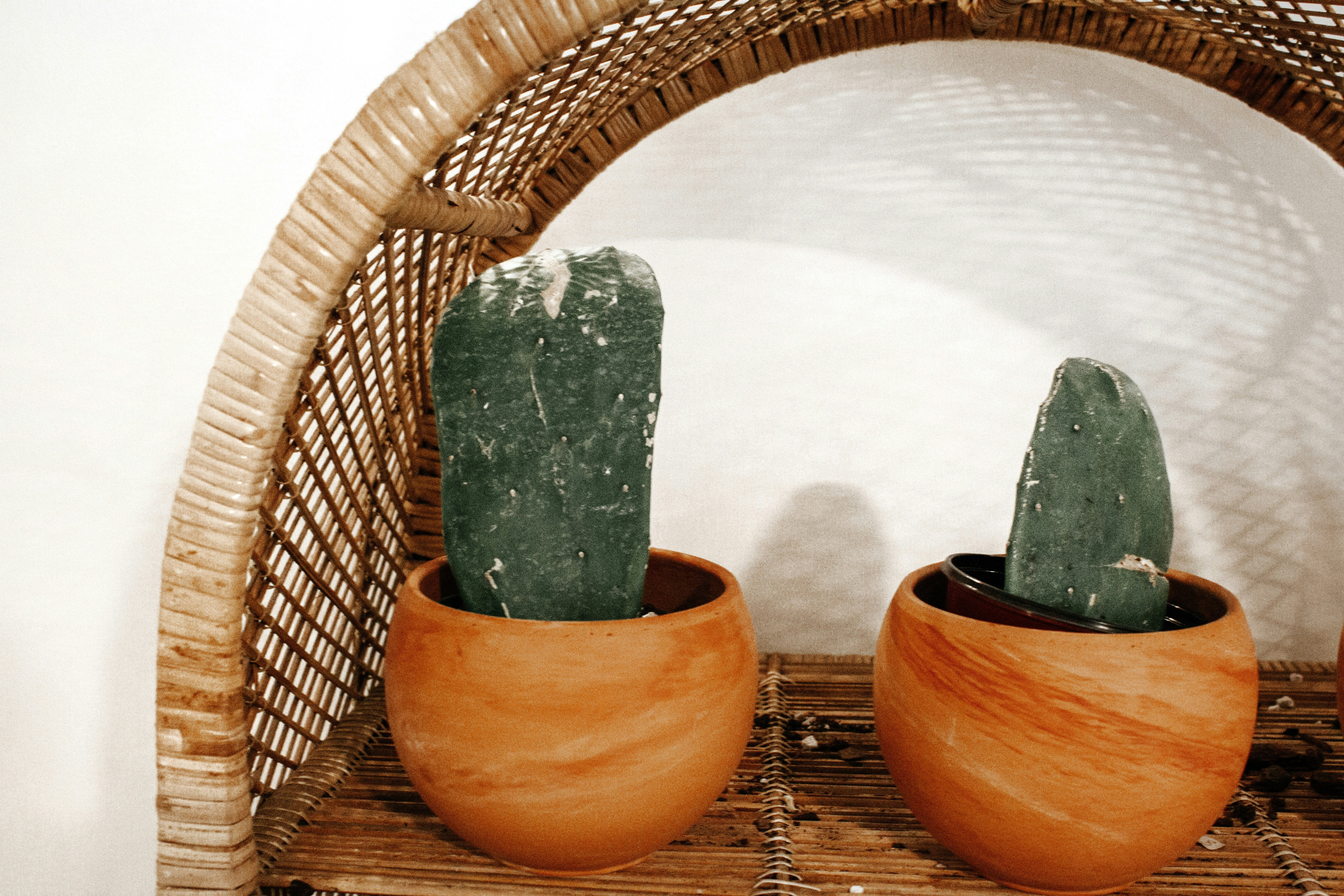 Terracotta vs plastic pots for cactus drainage - succulent drainage for opuntia