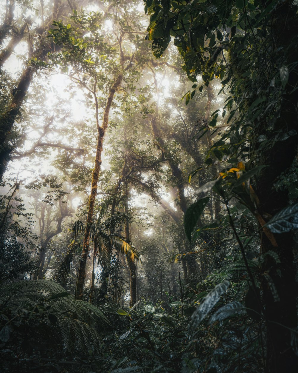 green and brown trees during daytime