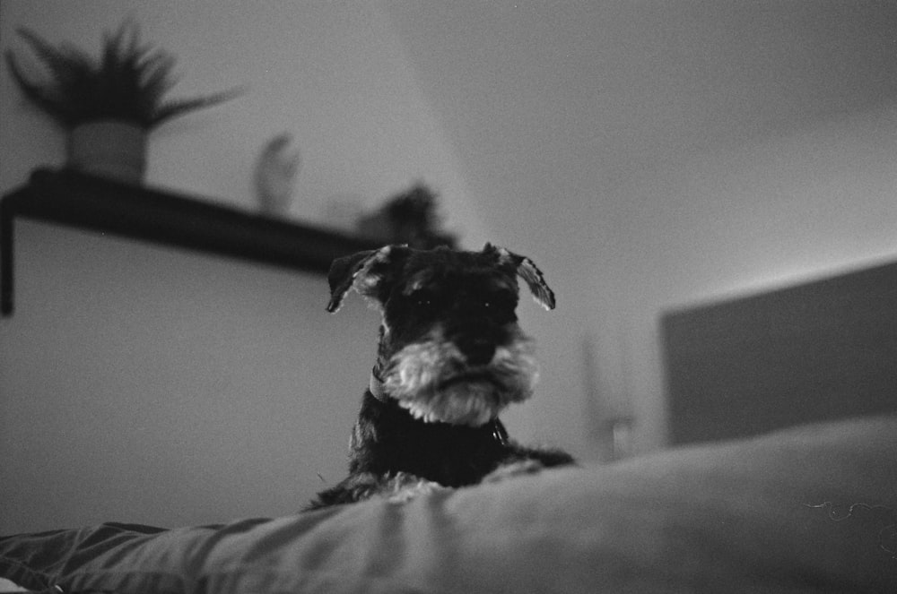 ベッドの上の長いコーティングされた小型犬のグレースケール写真