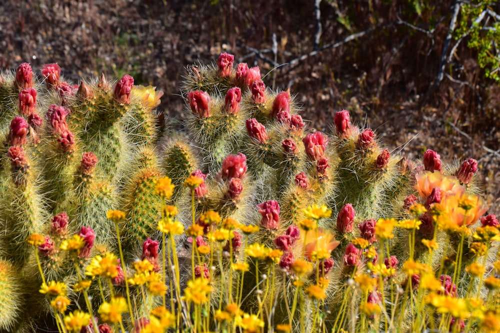 red and yellow flowers in bloom during daytime