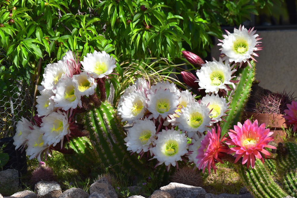 white and pink flowers on gray rock
