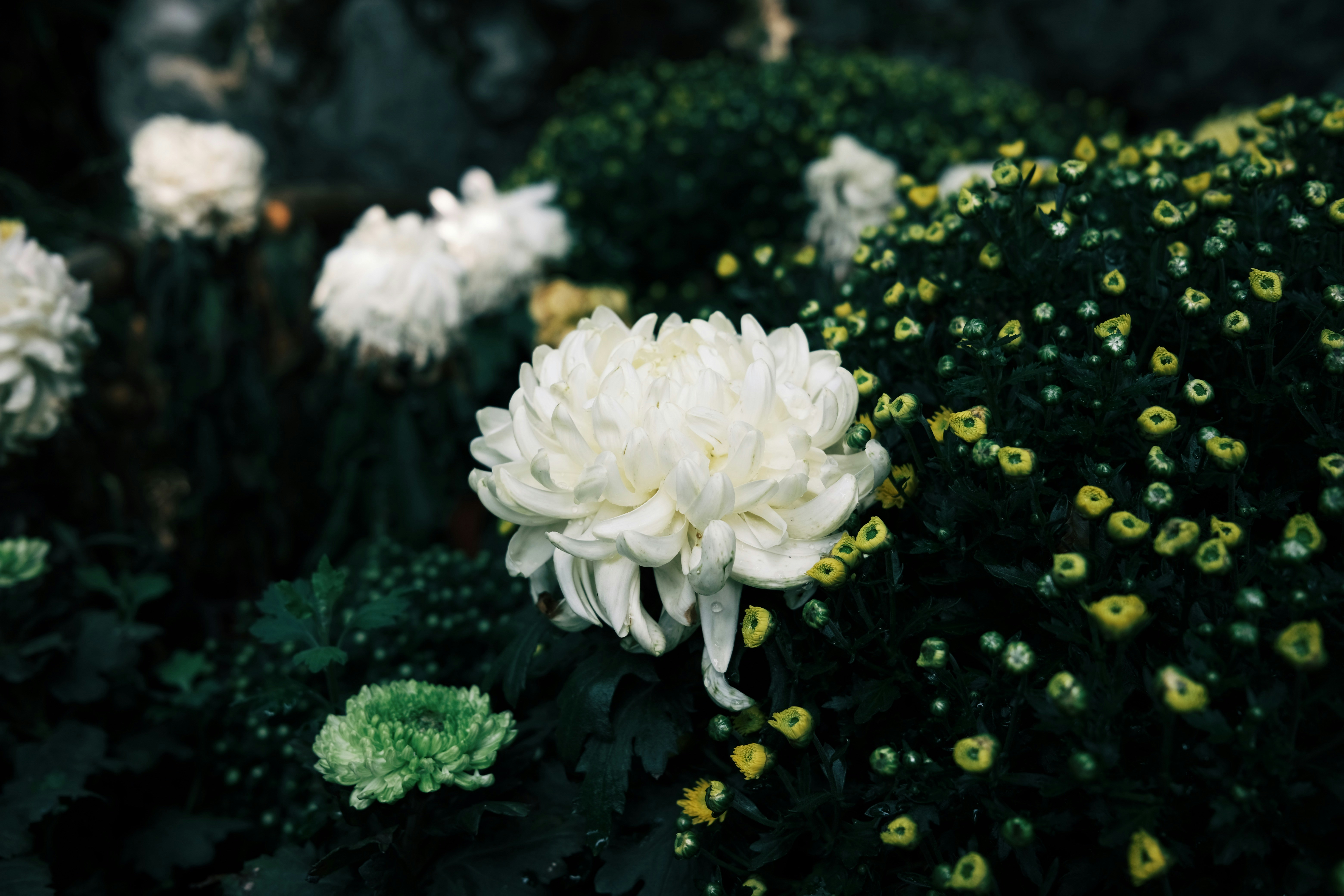 Photo by yohjixxxx