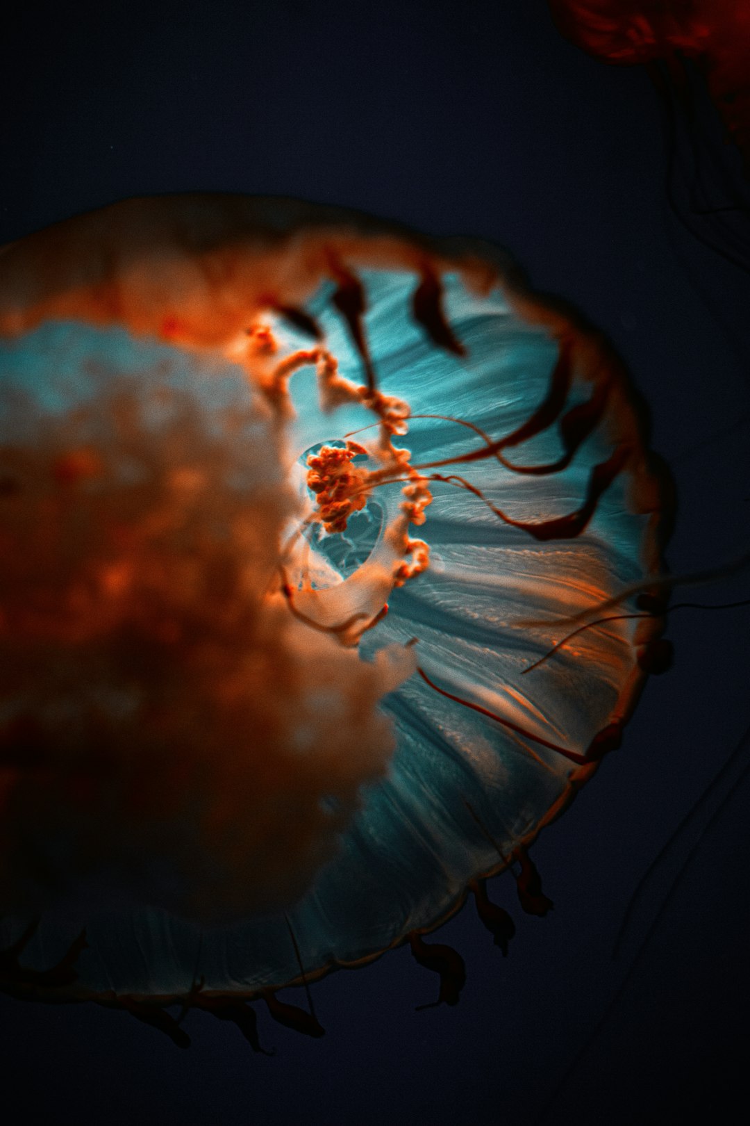 blue and white jelly fish