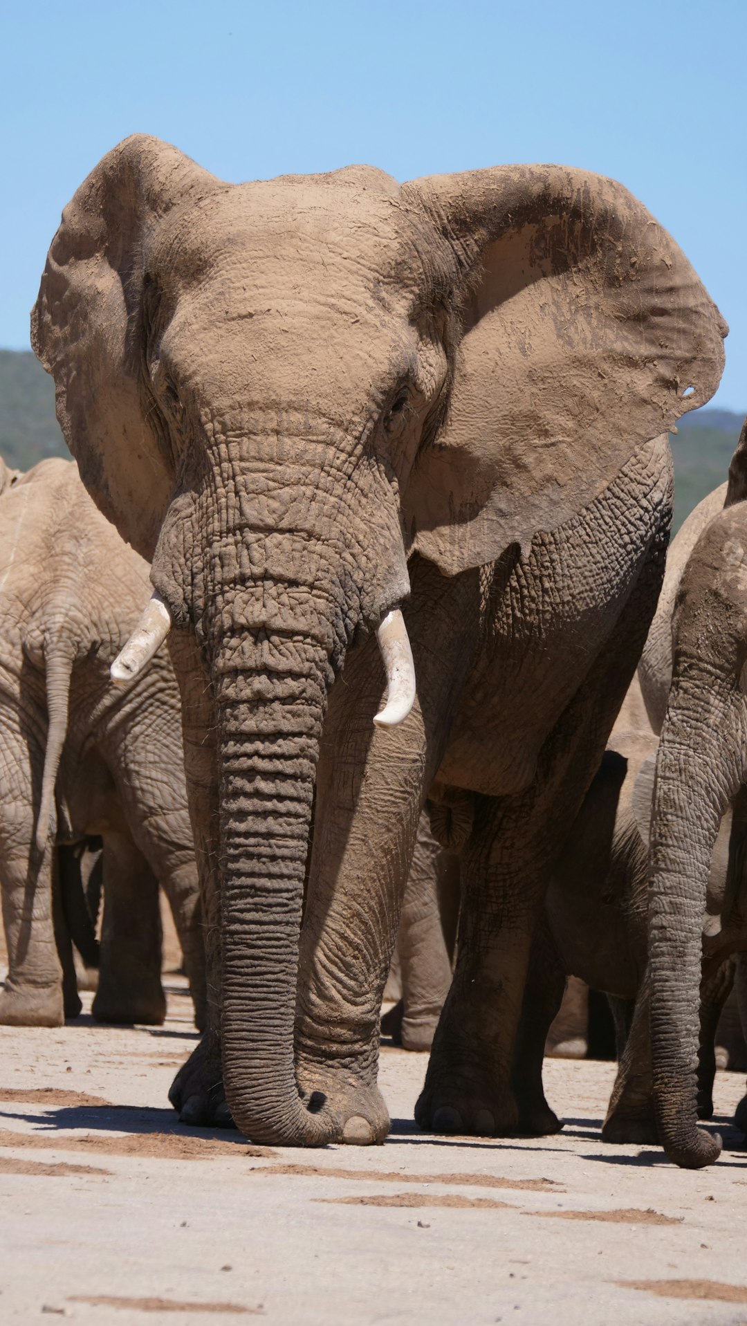 Wildlife photo spot Addo-Elefanten-Nationalpark Addo Elephant National Park