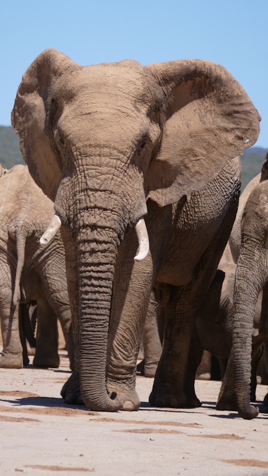 photo of Addo-Elefanten-Nationalpark Wildlife near Addo