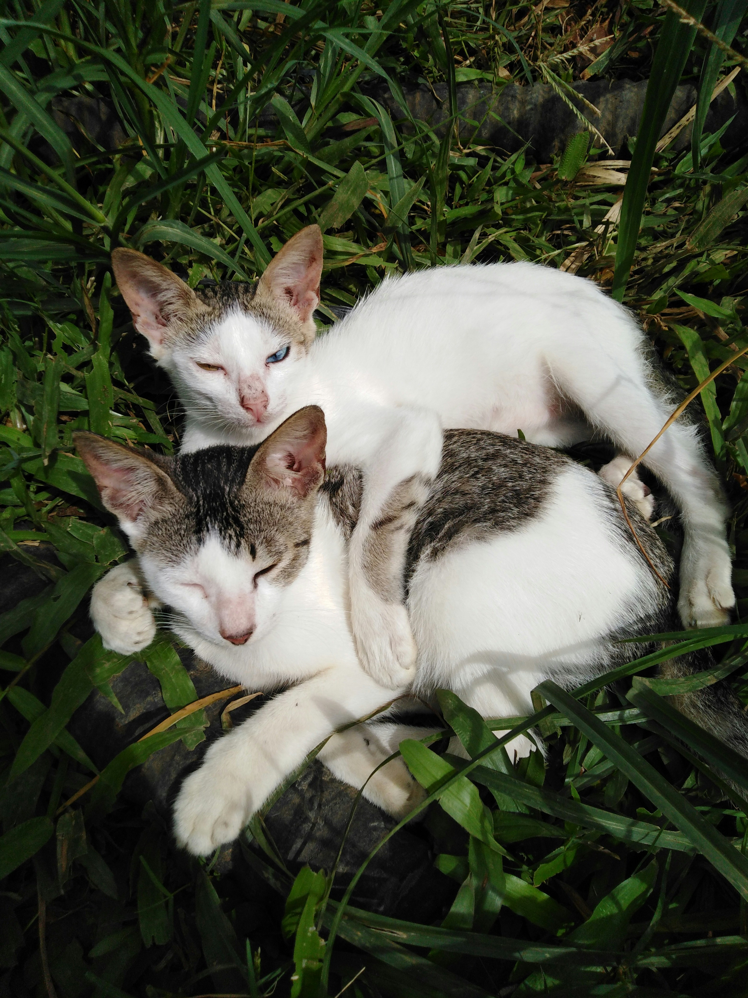 white and brown cat lying on green grass