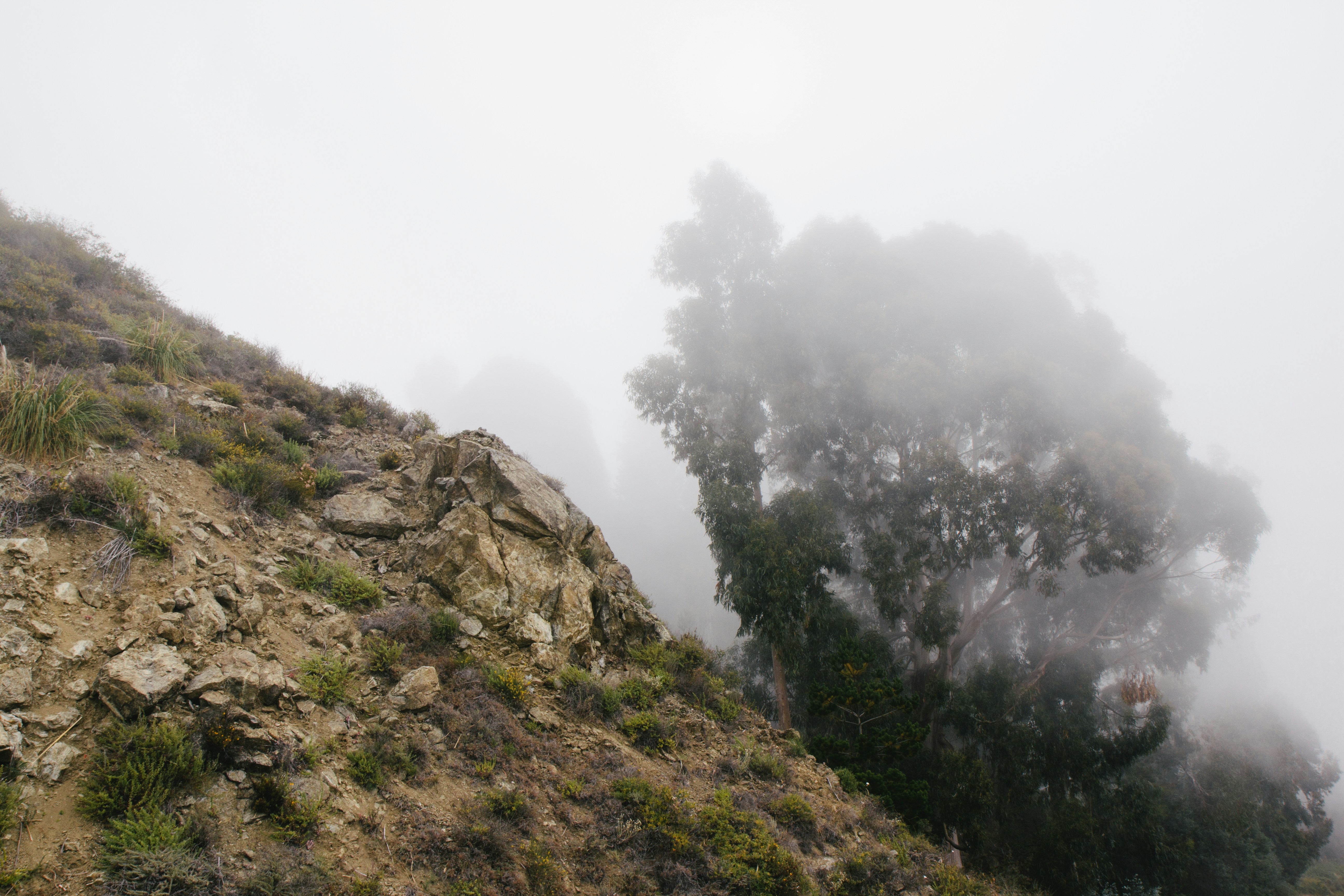 green trees on mountain during foggy day