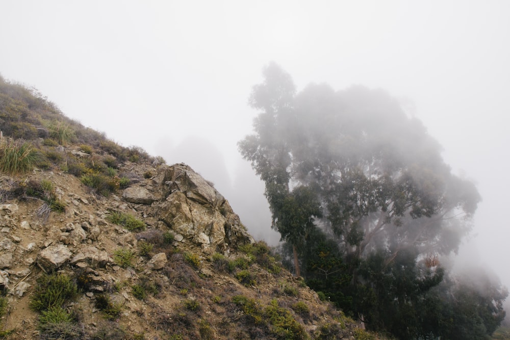 green trees on mountain during foggy day