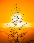 silhouette of plant during sunset