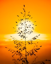 silhouette of plant during sunset