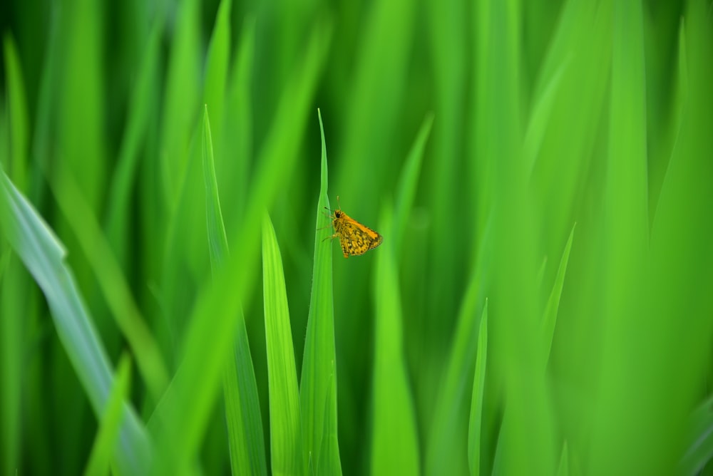 brown butterfly on green plant