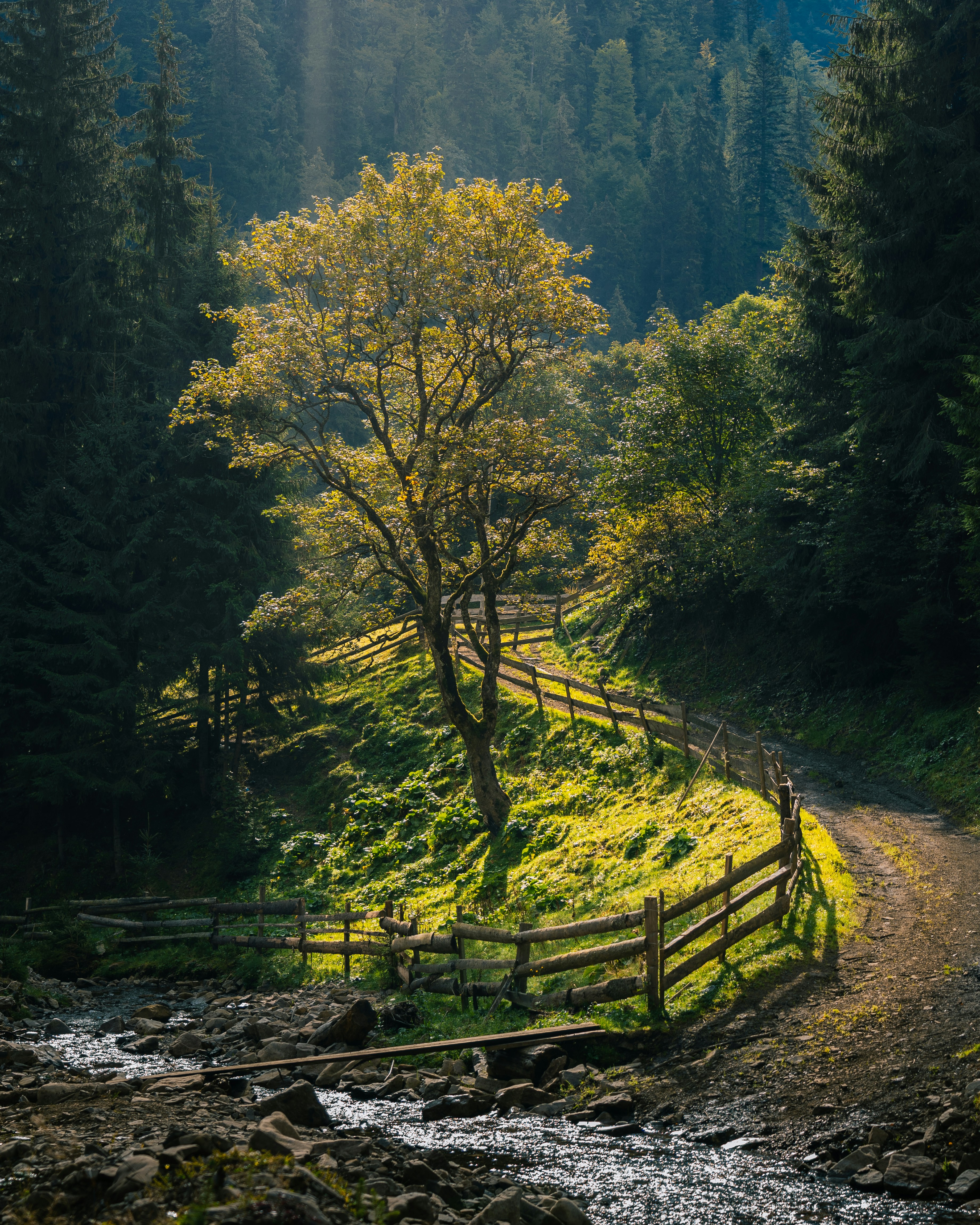 Green trees on brown wooden fence during daytime photo – Free ...