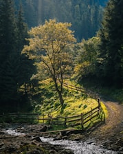 A serene landscape with a winding path through a tranquil forest.