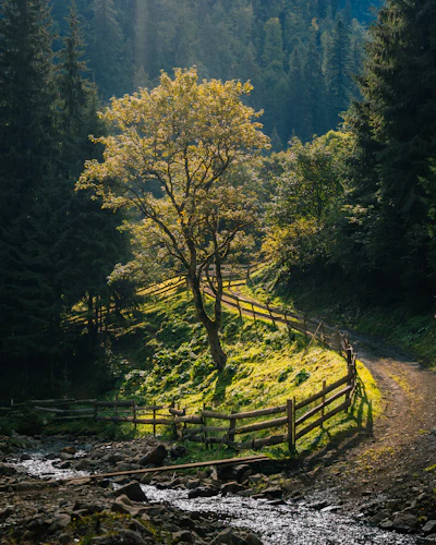 A serene landscape showcasing a tranquil forest path.