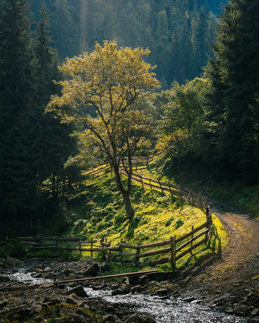 arbres verts sur une clôture en bois brun pendant la journée