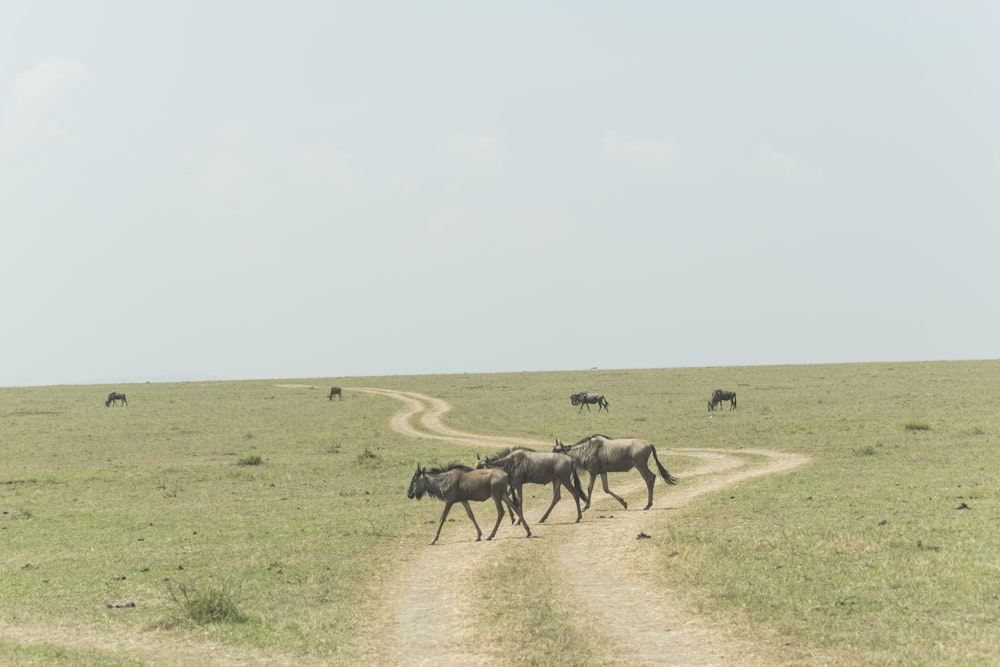 herd of deer on brown field during daytime