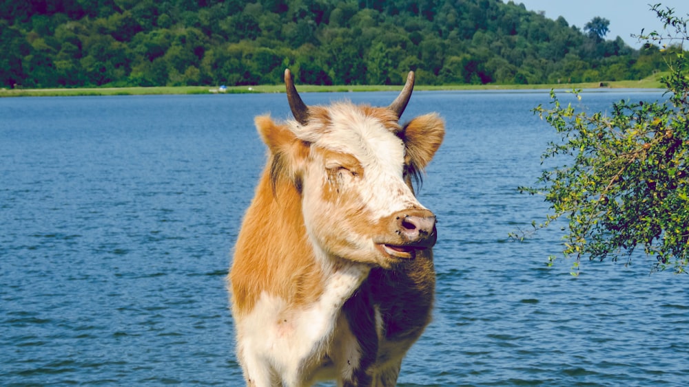 brown and white cow on water during daytime