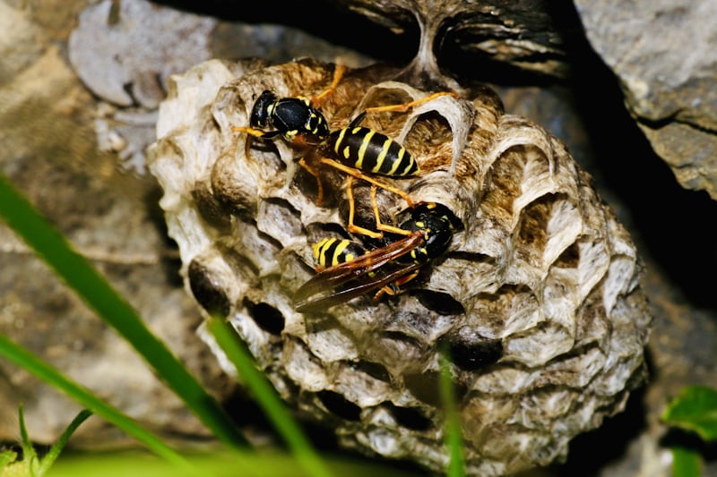 wasp nest removal cost
