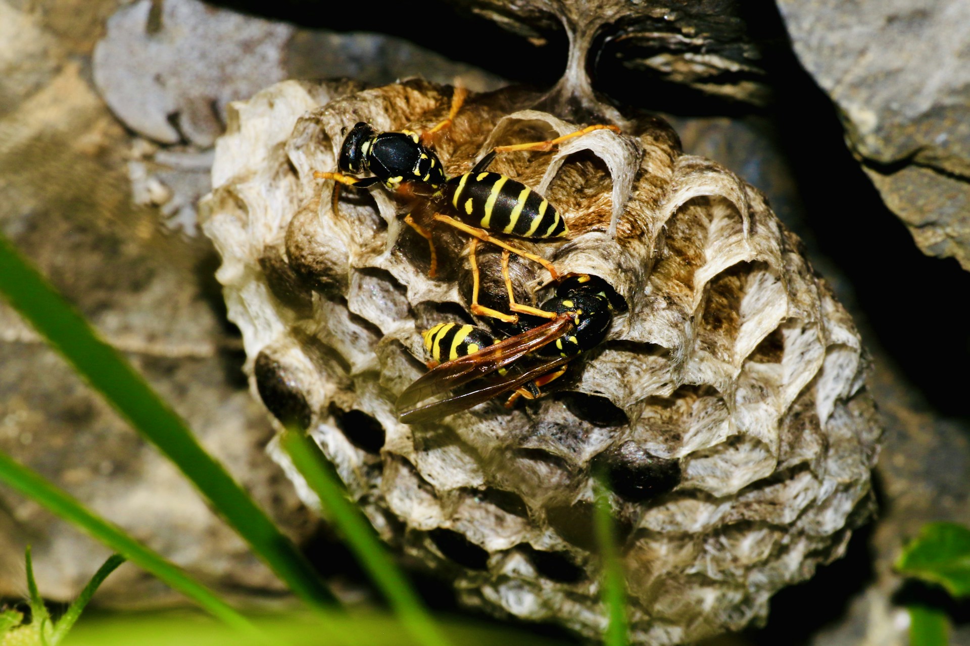 black and yellow bee on white and brown surface