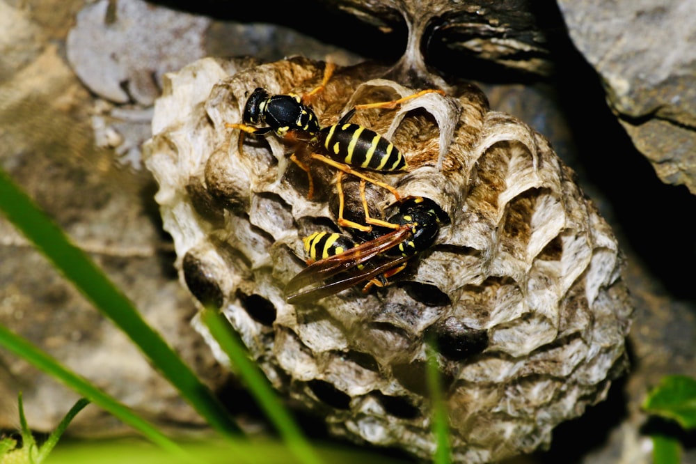 black and yellow bee on white and brown surface