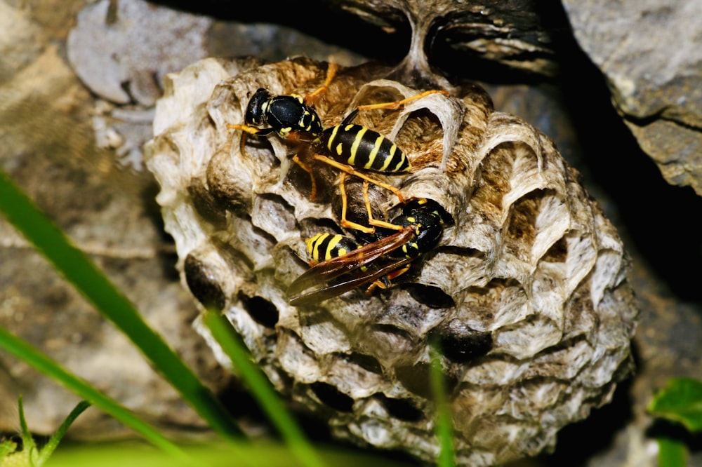 abeja negra y amarilla sobre superficie blanca y marrón