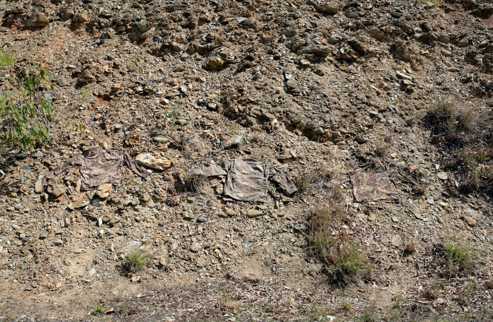 brown and green grass on brown soil