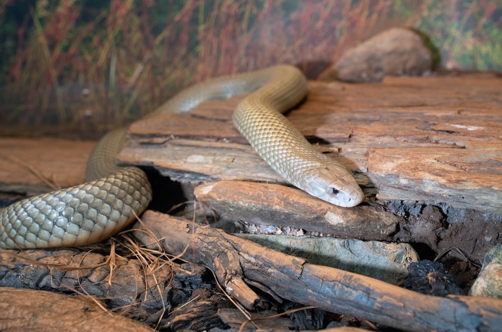 brown snake on brown wooden log