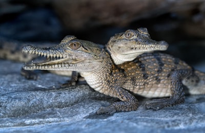 brown and black crocodile on gray rock