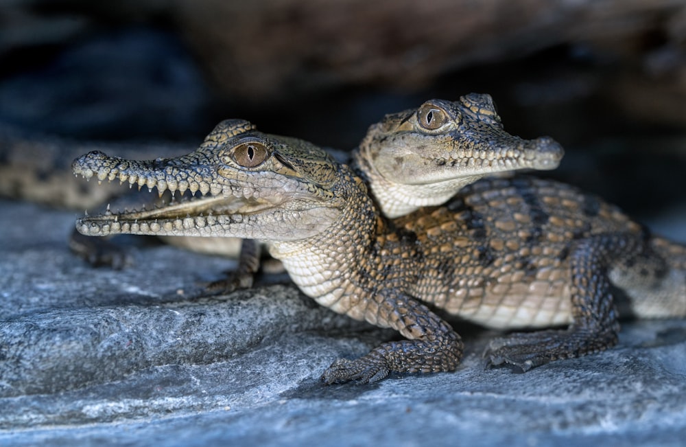 brown and black crocodile on gray rock