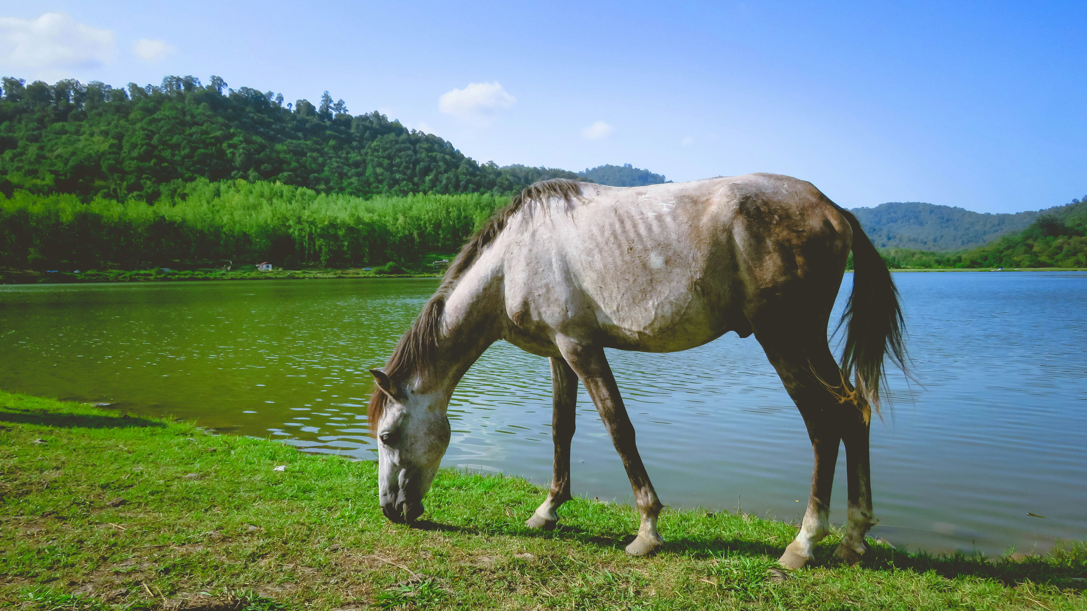 brown and white horse on green grass field during daytime