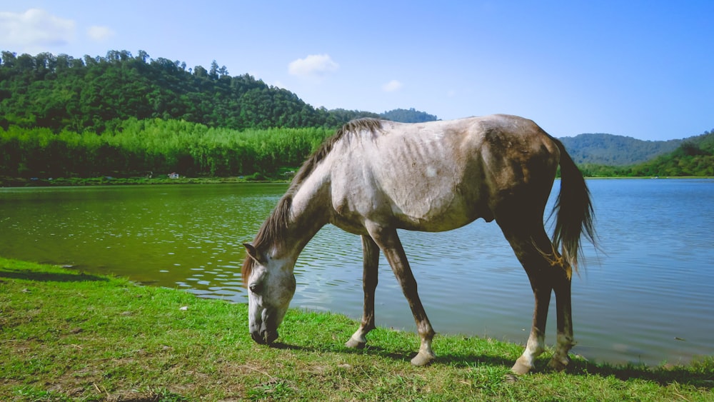 cheval brun et blanc sur le champ d’herbe verte pendant la journée