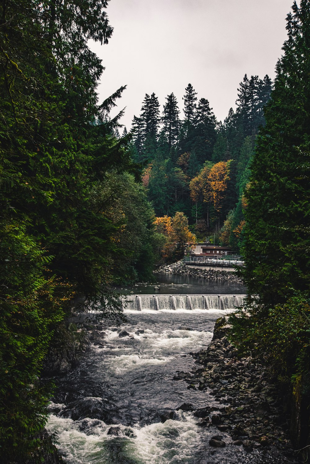 waterfalls in the middle of forest during daytime