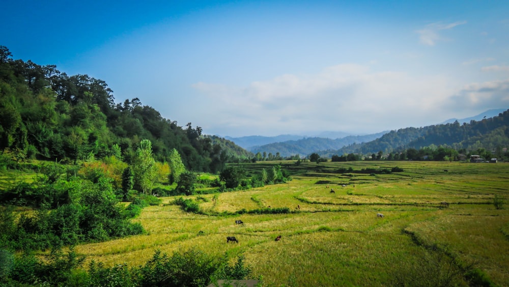 Grünes Grasfeld unter blauem Himmel tagsüber