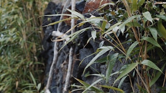 Raindrops glisten on the vibrant green leaves of bamboo plants, which sway gently against a backdrop of dark, textured stones. The mixture of natural elements creates a serene and refreshing outdoor scene.