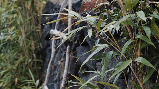 Raindrops glisten on the vibrant green leaves of bamboo plants, which sway gently against a backdrop of dark, textured stones. The mixture of natural elements creates a serene and refreshing outdoor scene.