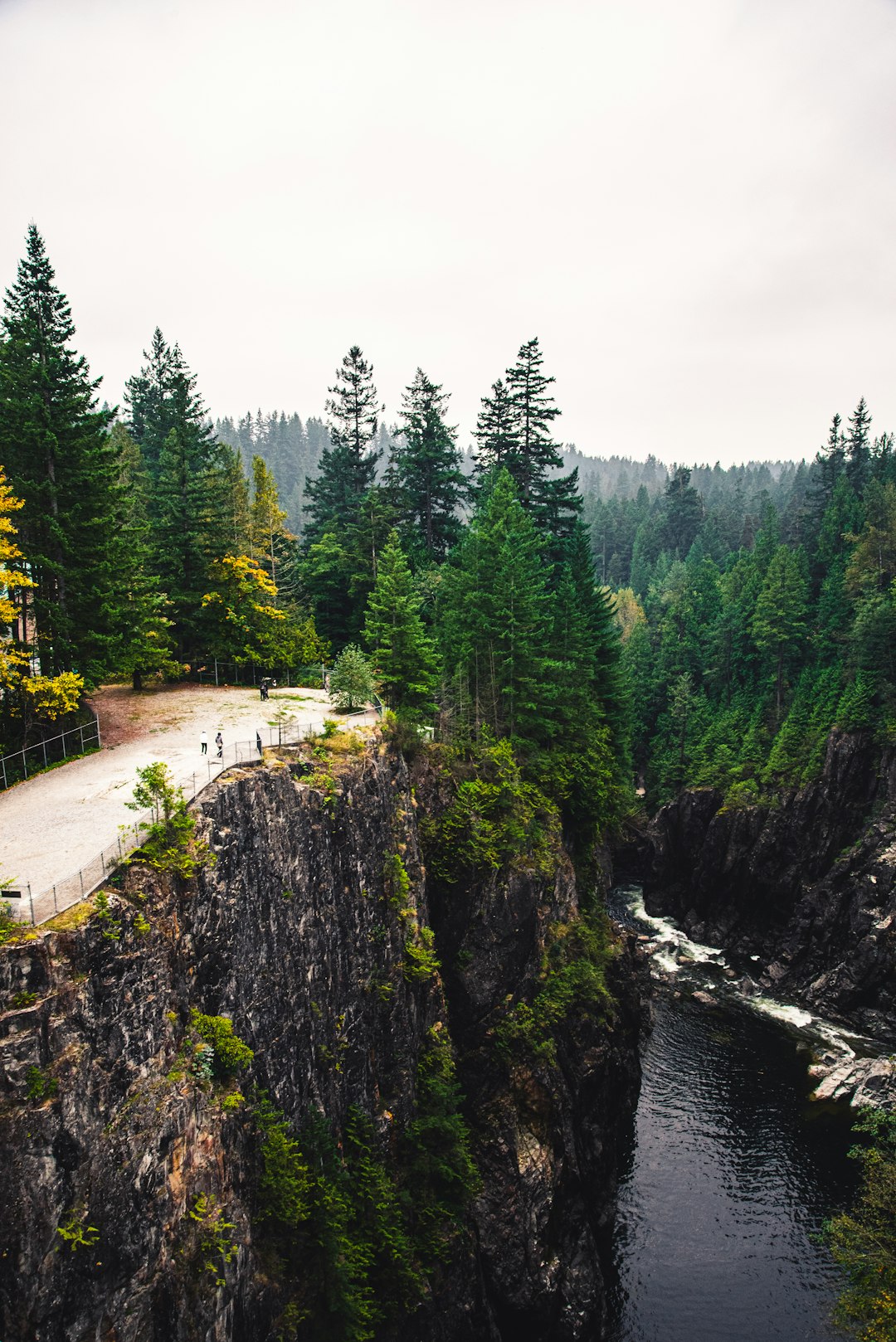 green pine trees near river during daytime