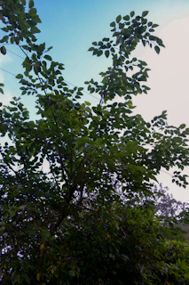 A serene oak tree with sunlight filtering through its leaves, symbolizing growth and healing.