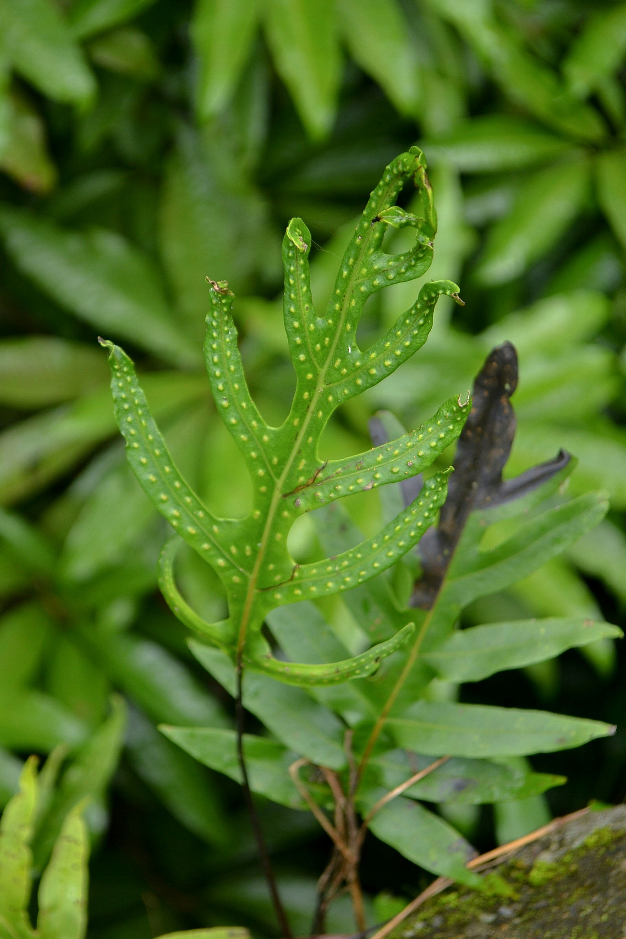 Lush Fern Plant