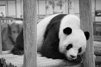 white and black panda on wooden fence