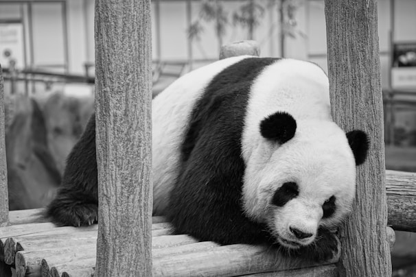 white and black panda on wooden fence
