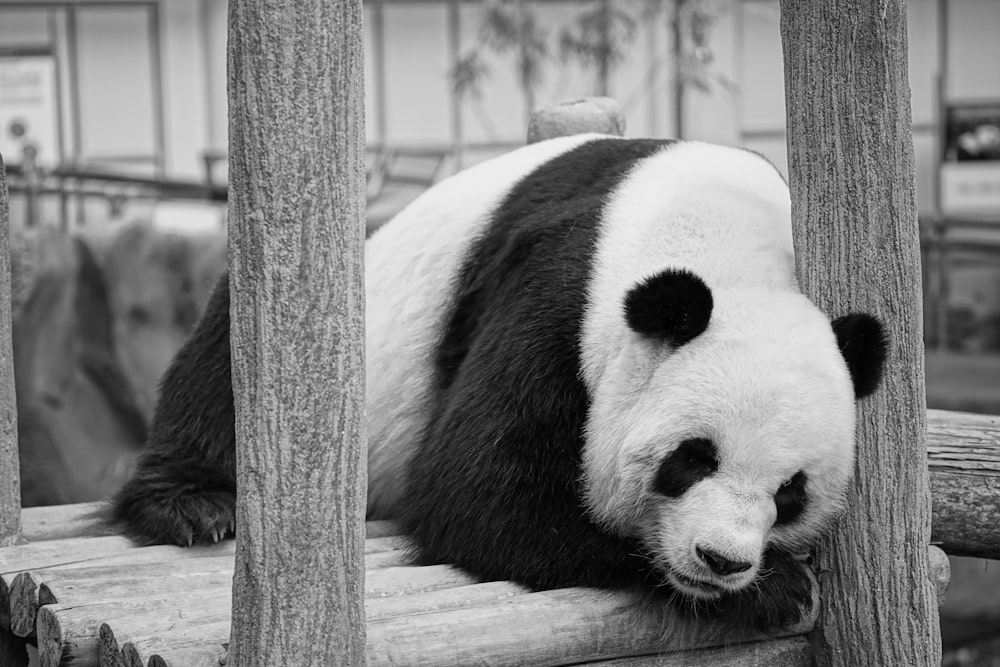 white and black panda on wooden fence