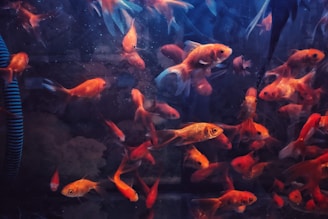 A group of vibrant orange goldfish swimming closely together in an aquarium. The fish have a variety of sizes and swim amidst bubbles and a faint background, which includes aquarium plants and a dark, textured surface. A blue pipe is visible on the left side, adding contrast to the warm hues of the fish.