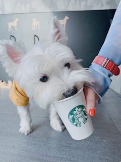 A small white dog, likely a West Highland Terrier, wears a yellow sweater and drinks from a Starbucks cup held by a person with an orange-painted nail. The background features a dark wall with dog silhouettes as decoration.