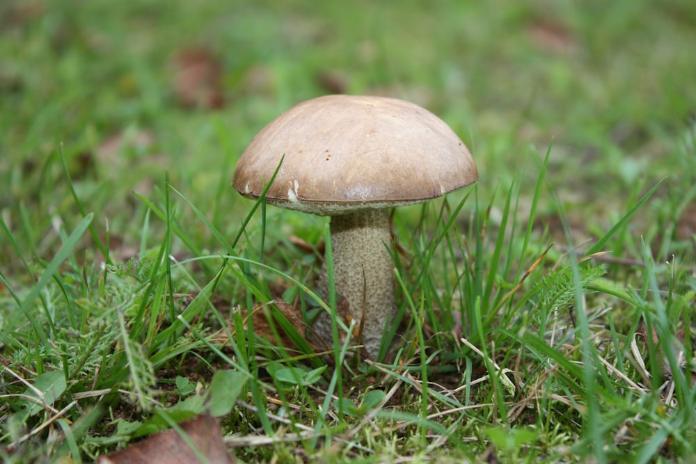 brown mushroom on green grass during daytime