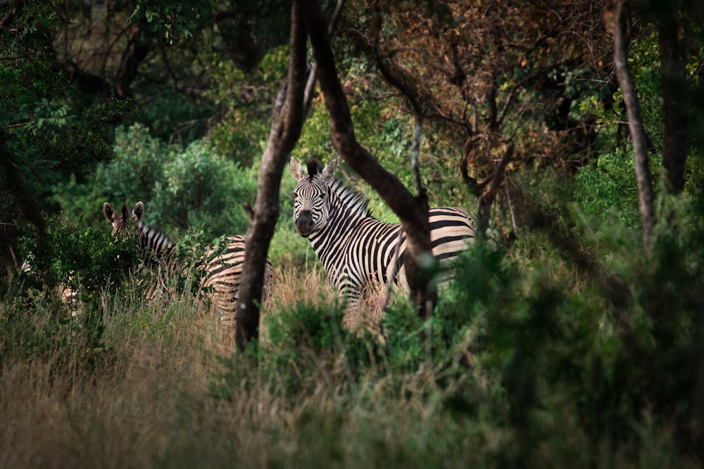 zebra standing on green grass field during daytime