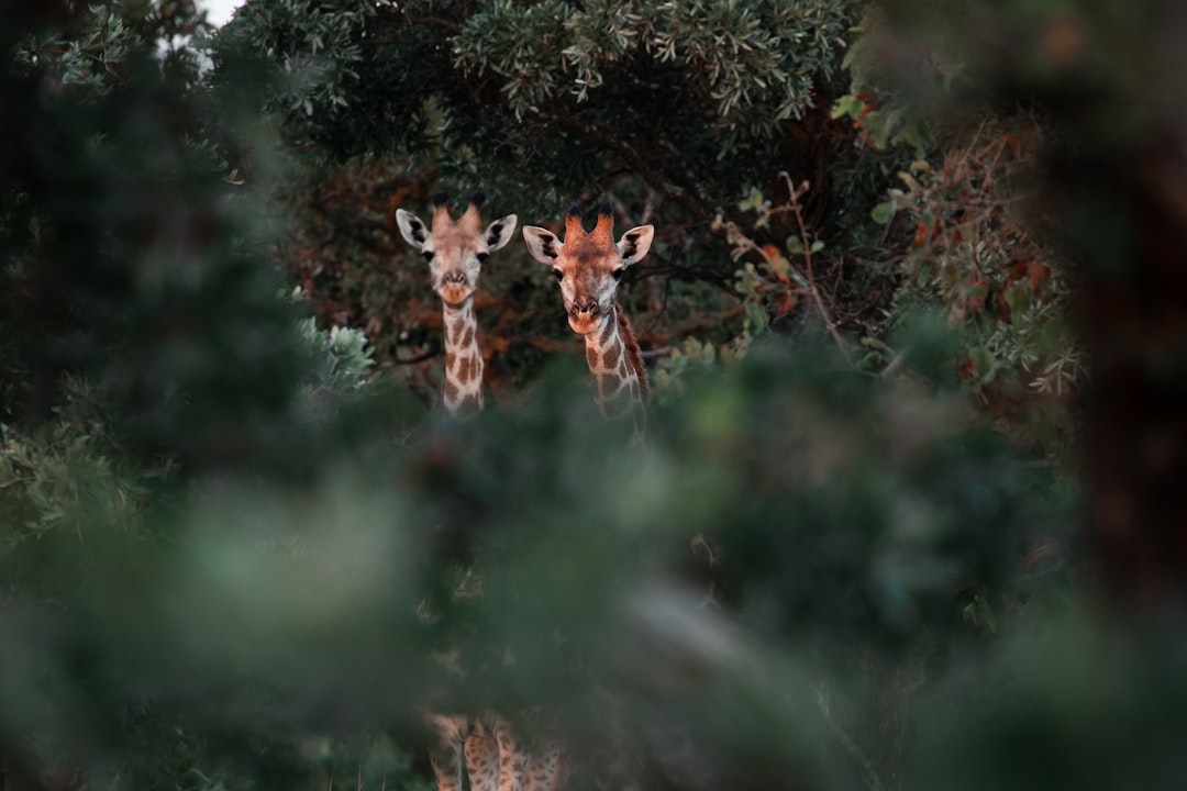 brown and white giraffe on green tree during daytime