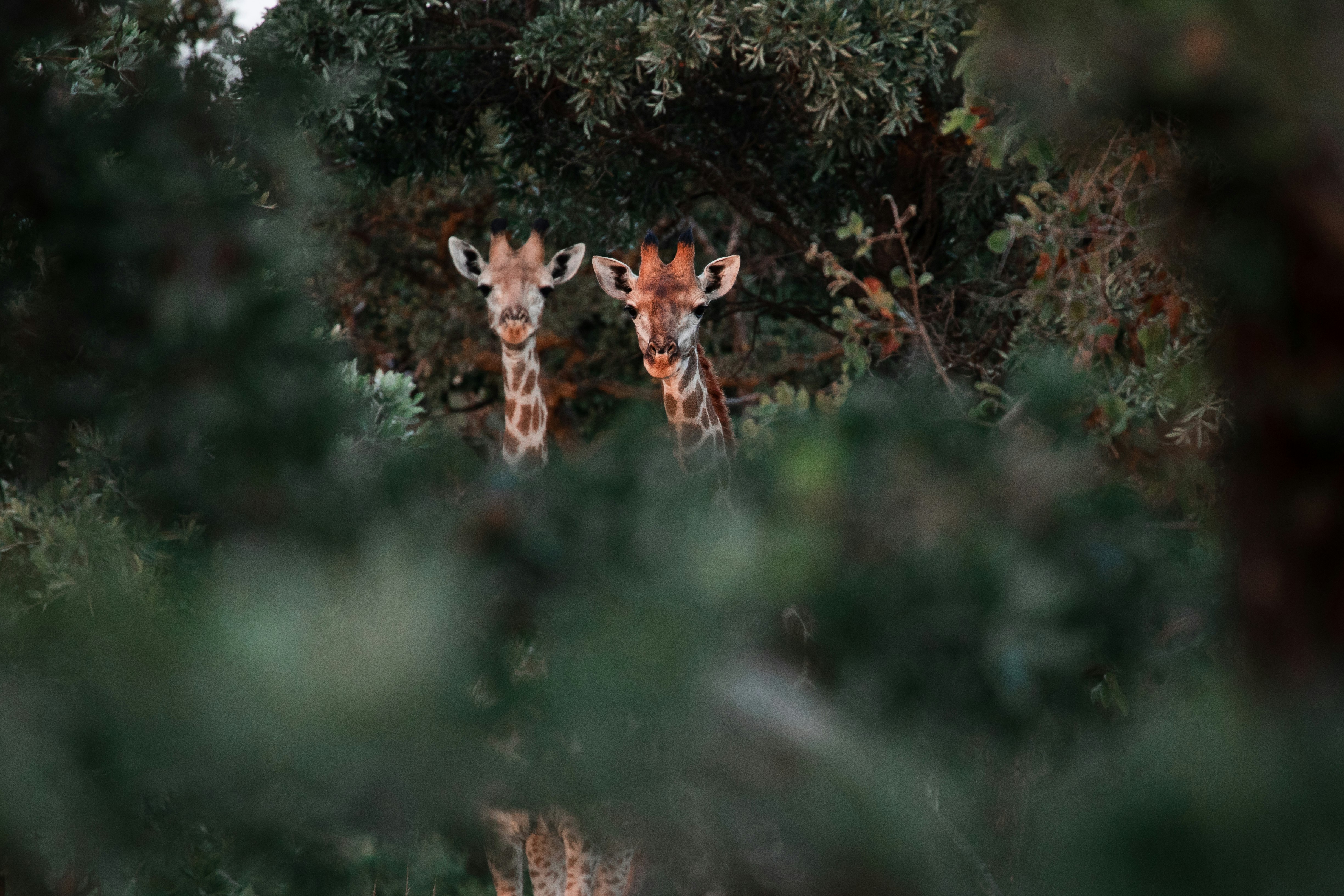 brown and white giraffe on green tree during daytime