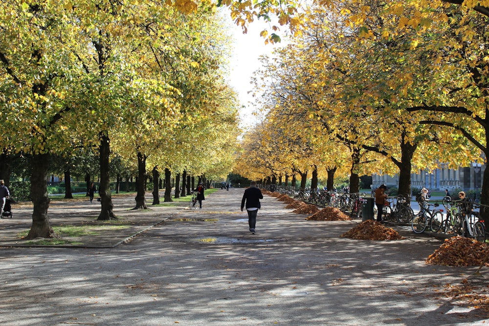 people walking on gray concrete road surrounded with green trees during daytime