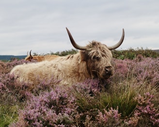 brown yak on green grass field during daytime