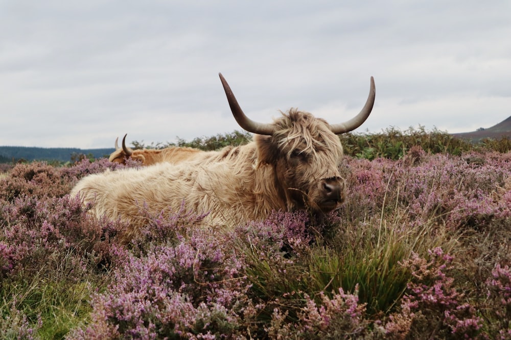 brown yak on green grass field during daytime